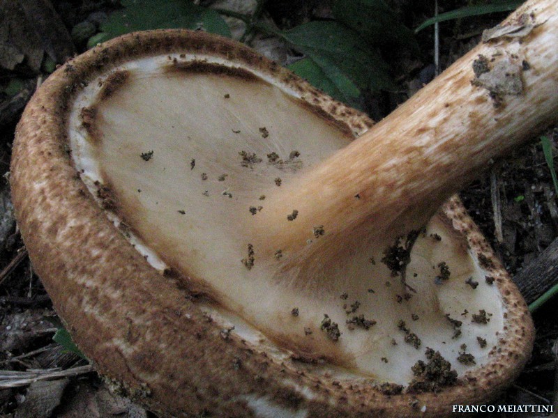 Lepiota da determinare