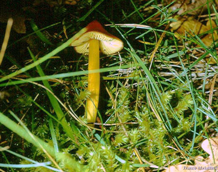 Hygrocybe di lecceta