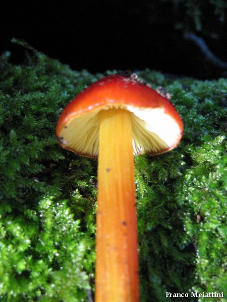 Hygrocybe di lecceta