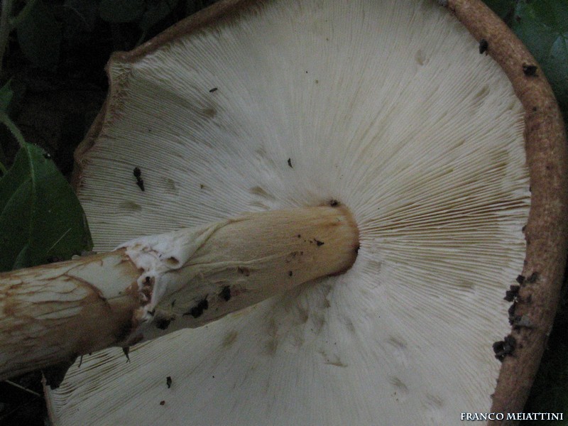 Lepiota da determinare