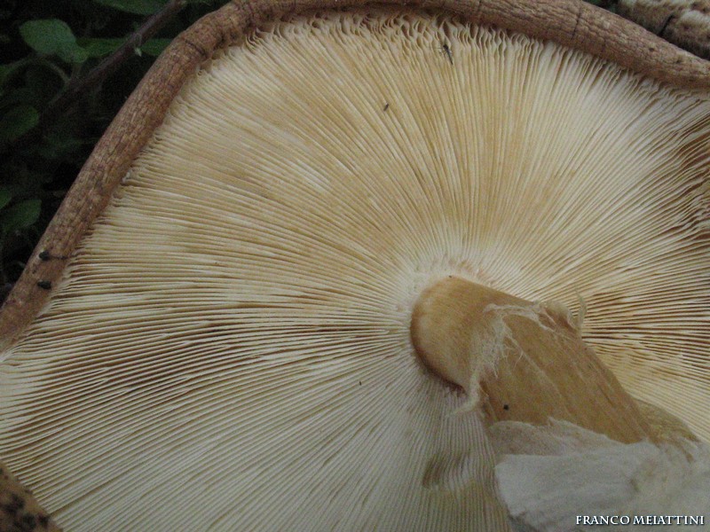 Lepiota da determinare