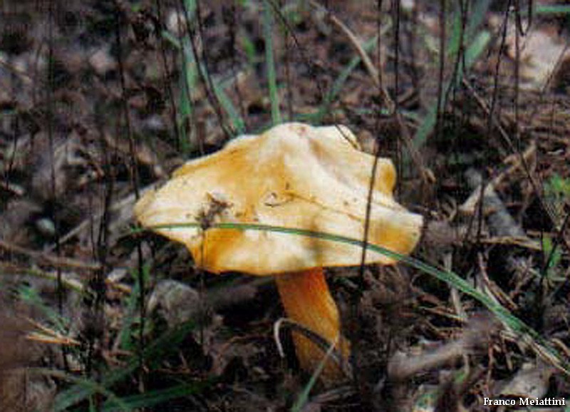 Hygrocybe di lecceta