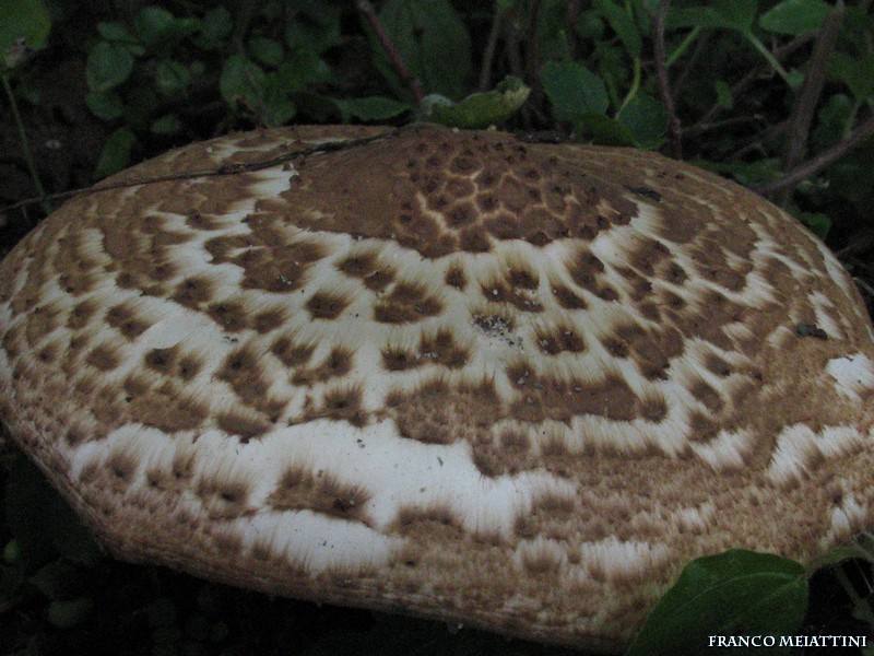 Lepiota da determinare