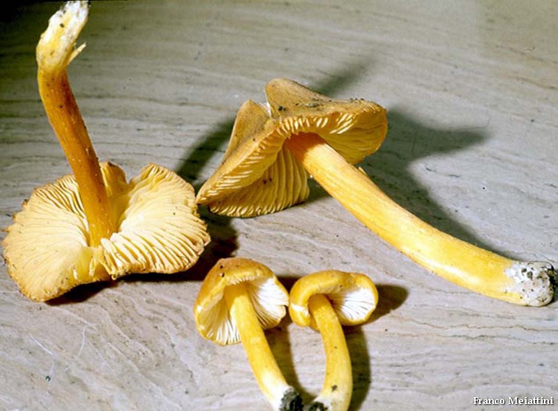 Hygrocybe di lecceta