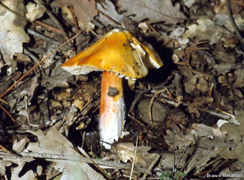 Hygrocybe di lecceta