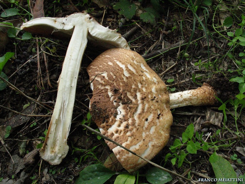 Lepiota da determinare