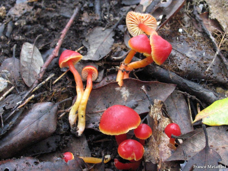 Hygrocybe di lecceta