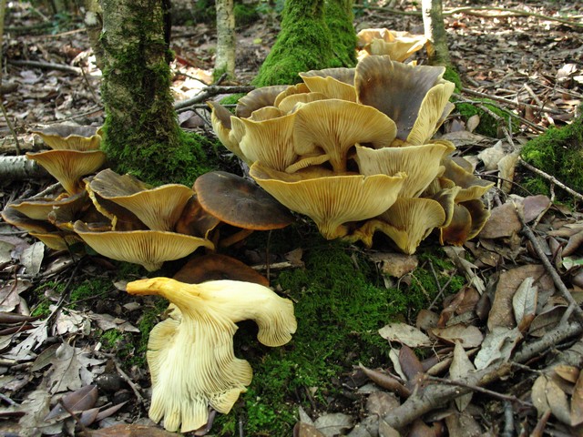 Variabilit di Omphalotus olearius