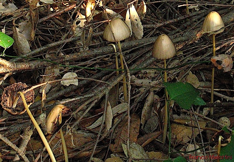 Ancora funghi di novembre 2009