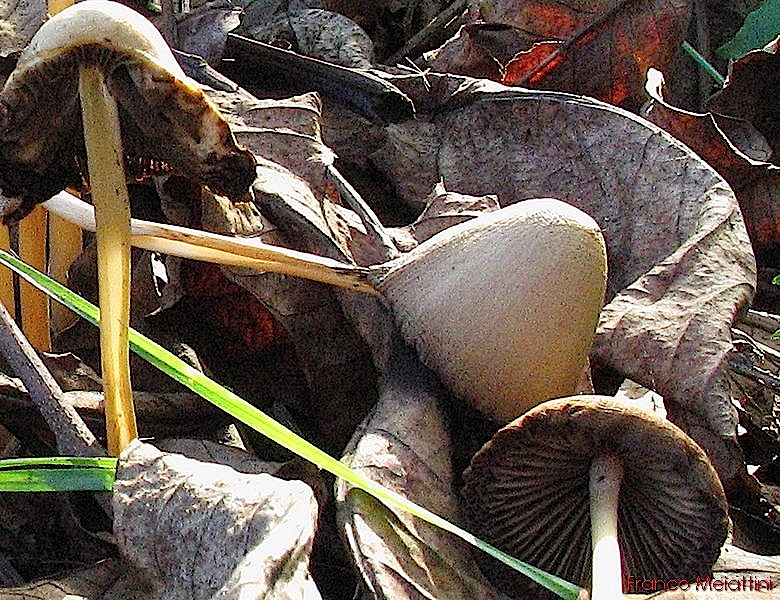 Ancora funghi di novembre 2009