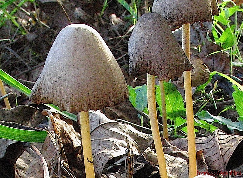 Ancora funghi di novembre 2009