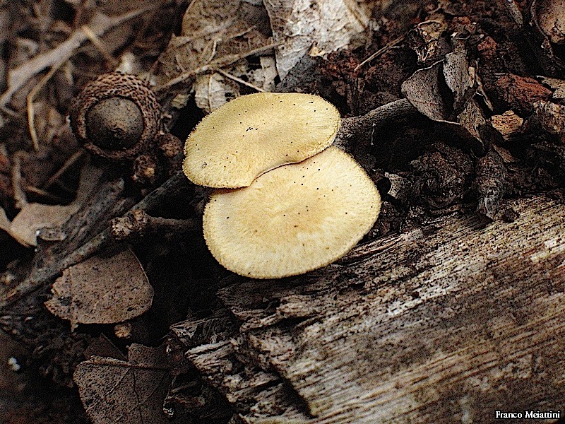 Polyporellus precoce (Polyporus arcularius)