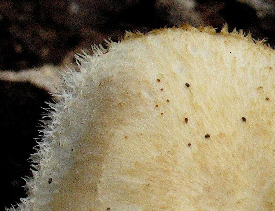 Polyporellus precoce (Polyporus arcularius)