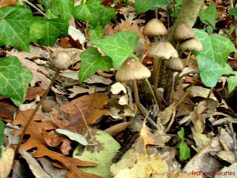 Ancora funghi di novembre 2009