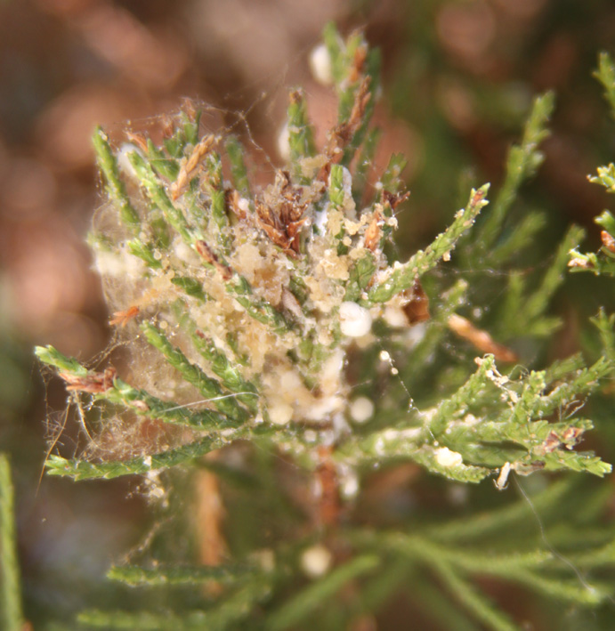 cotonello degli agrumi?