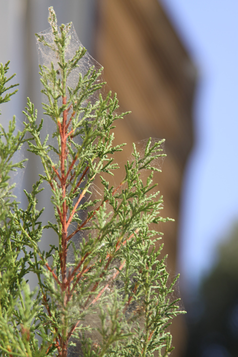 cotonello degli agrumi?