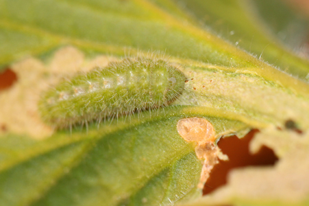 identificazione bruchi - Cacyreus marshalli (bruco)