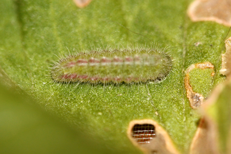 identificazione bruchi - Cacyreus marshalli (bruco)