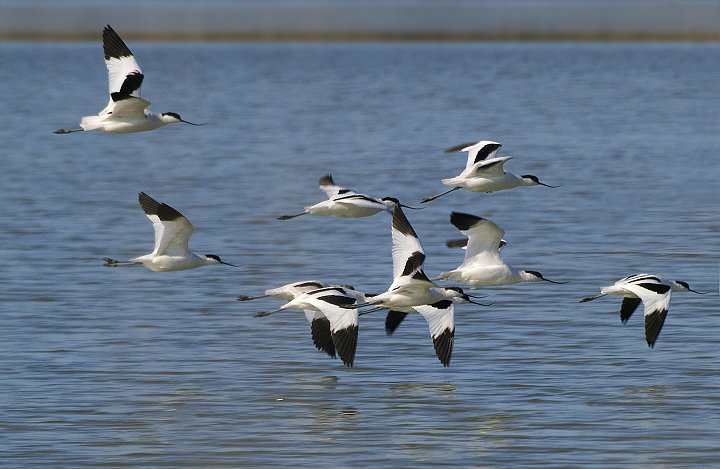 Avocette