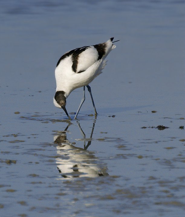 Avocette