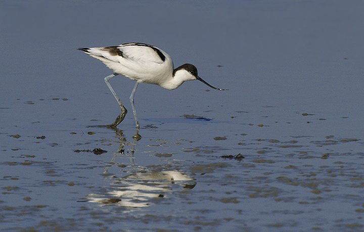 Avocette