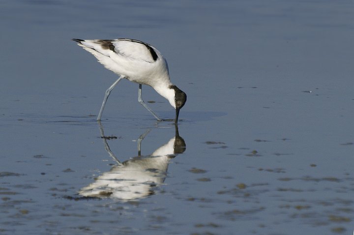 Avocette