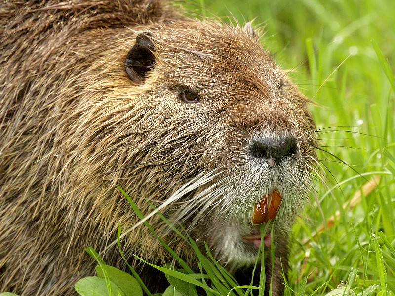 Nutria