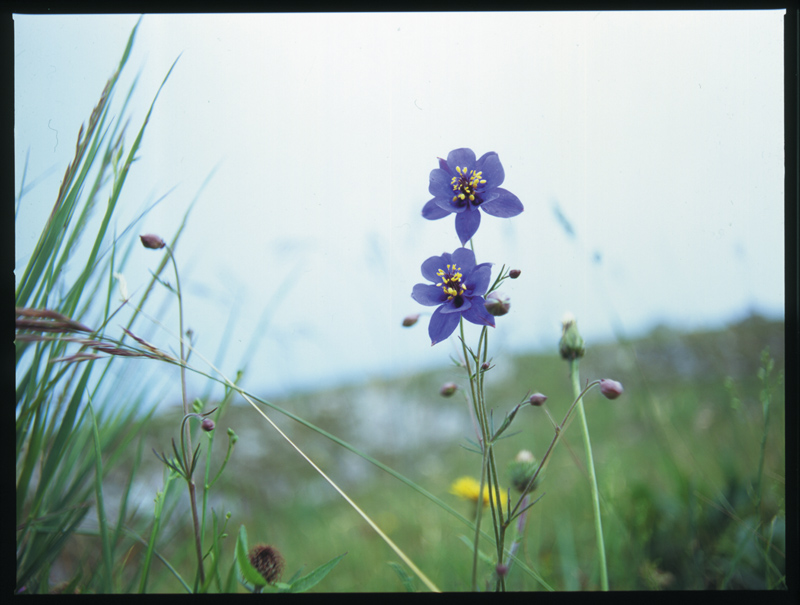 Aquilegia einseleana