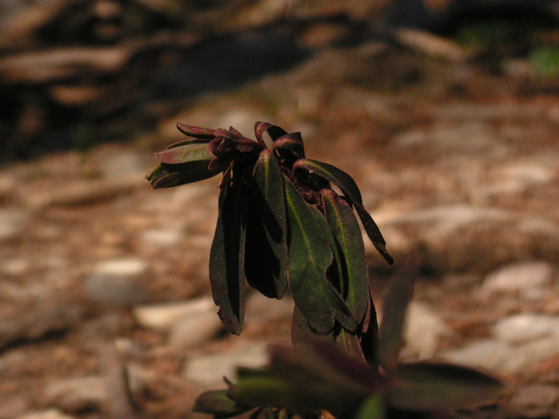 Euphorbia amygdaloides