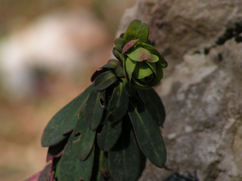 Euphorbia amygdaloides