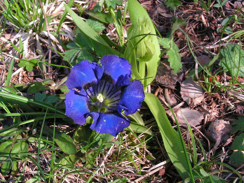 Gentiana acaulis