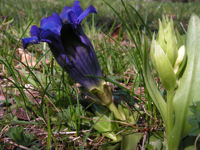 Gentiana acaulis