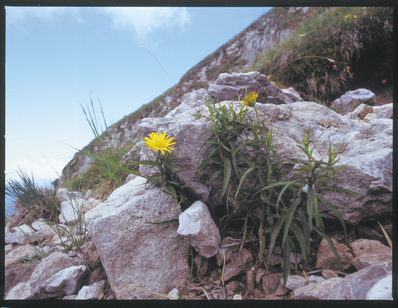 Buphthalmum salicifolium