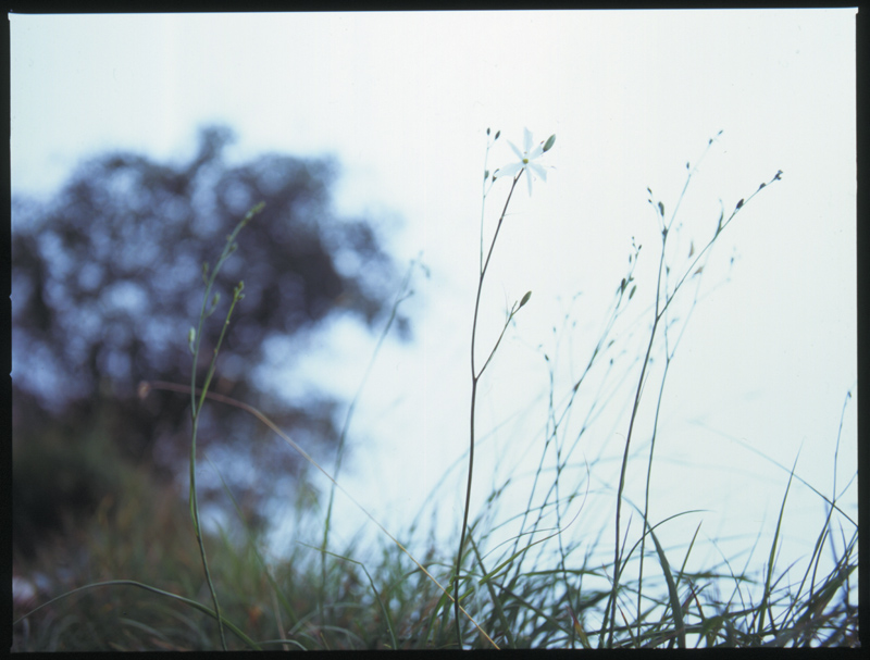 liliacea? - Anthericum liliago