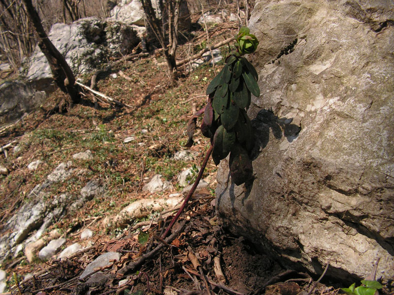 Euphorbia amygdaloides