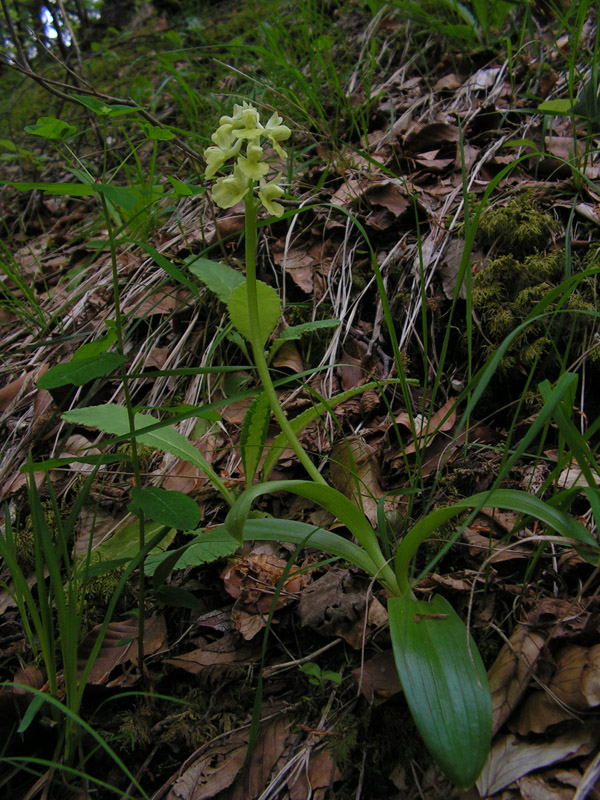 Orchidea (suppongo): Orchis pallens