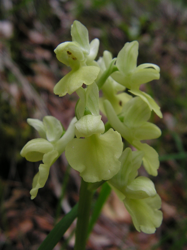 Orchidea (suppongo): Orchis pallens