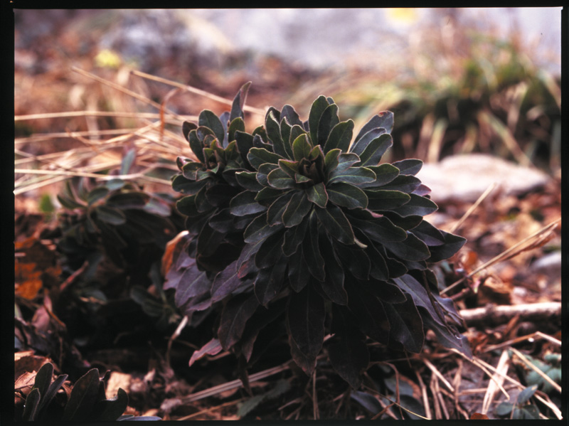 Euphorbia amygdaloides