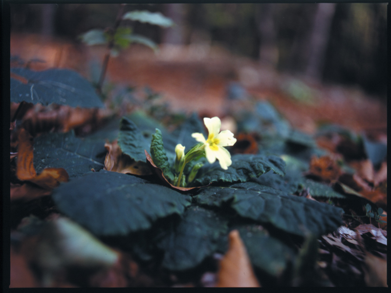 Primule fiorite di ottobre - Primula vulgaris