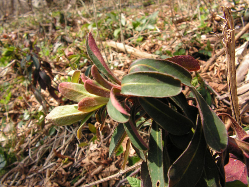 Euphorbia amygdaloides