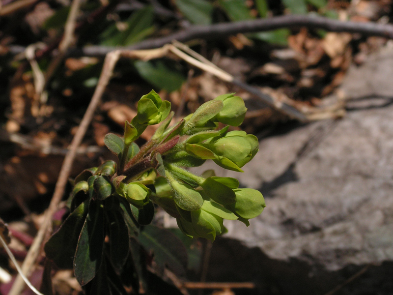 Euphorbia amygdaloides