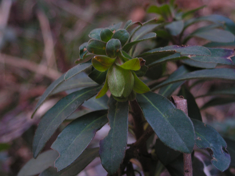 Euphorbia amygdaloides