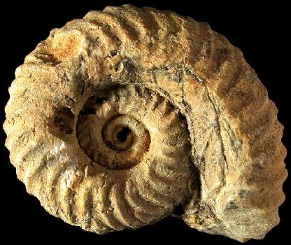 AMMONITE (nuova) 13