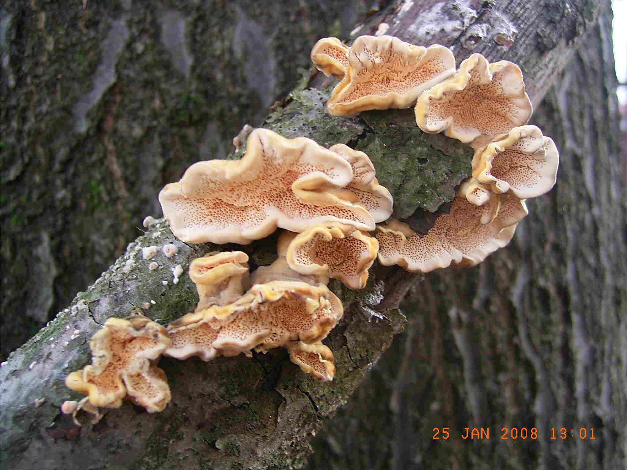 STEREUM o TRAMETES ?