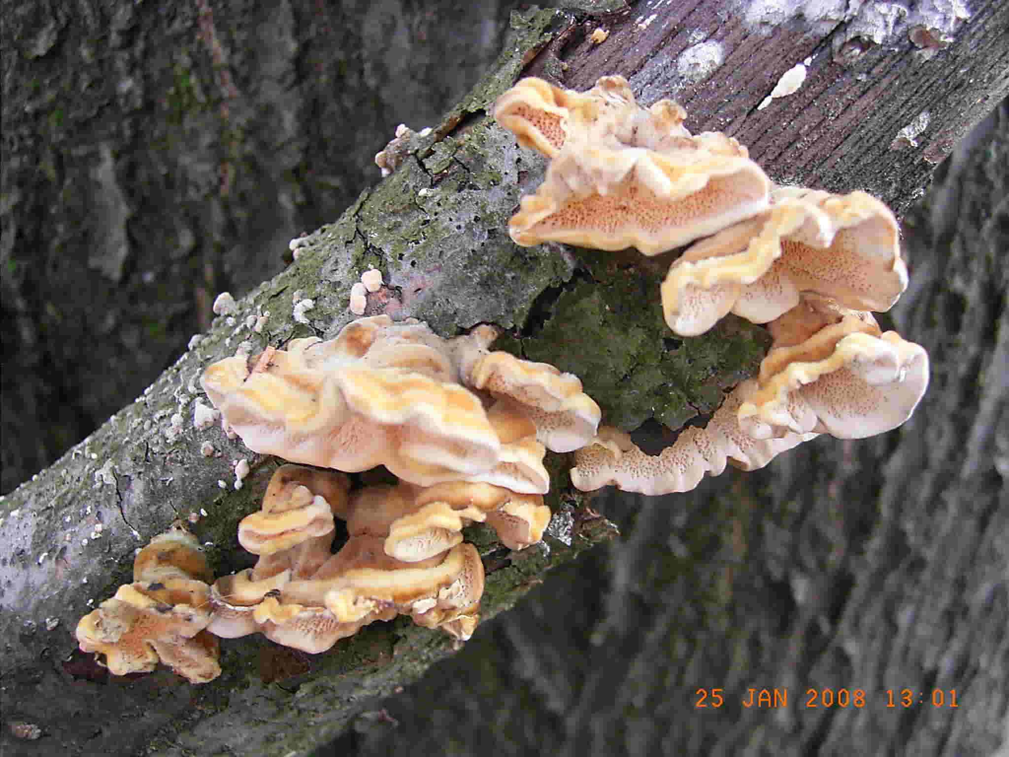 STEREUM o TRAMETES ?