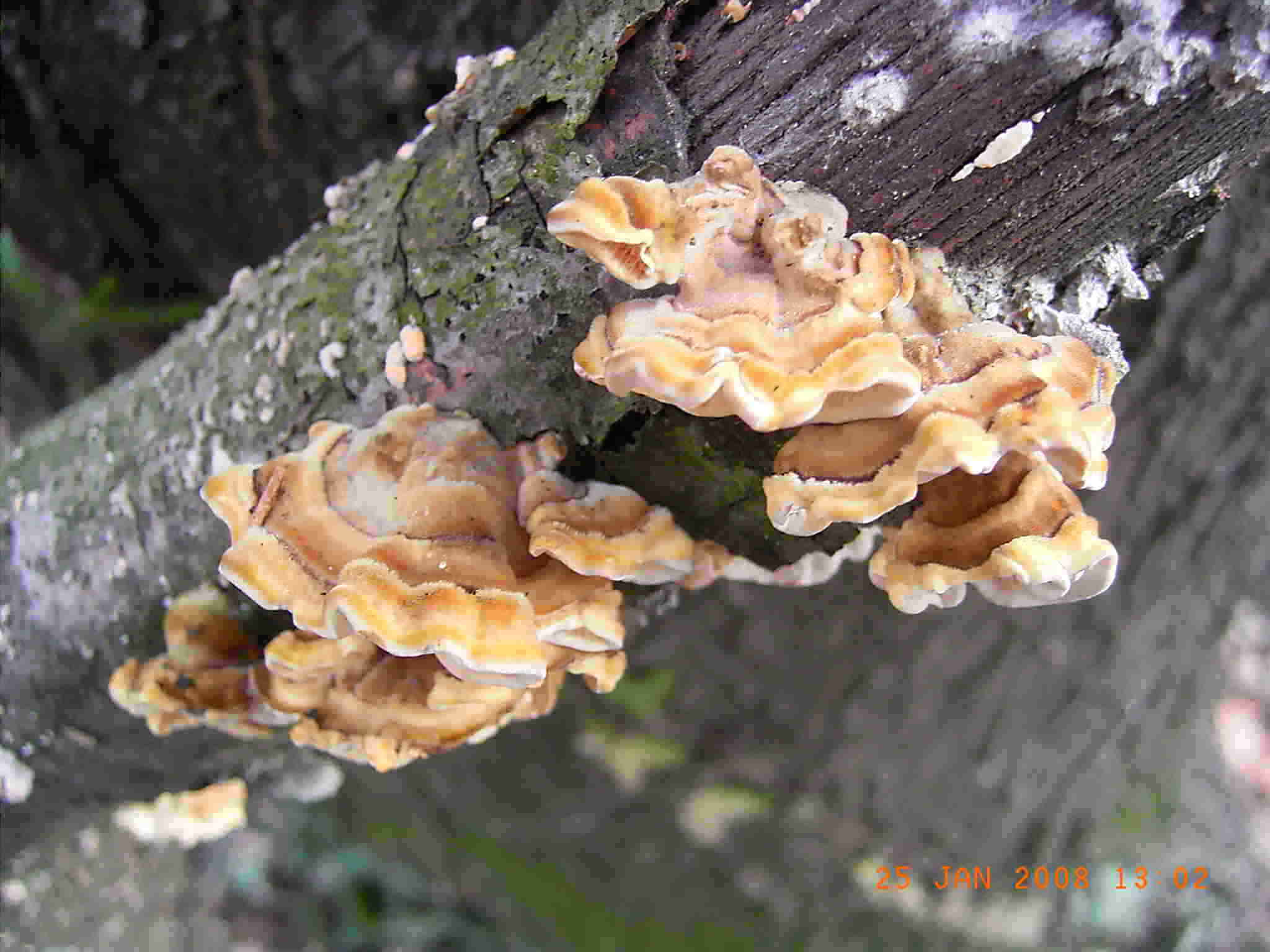 STEREUM o TRAMETES ?