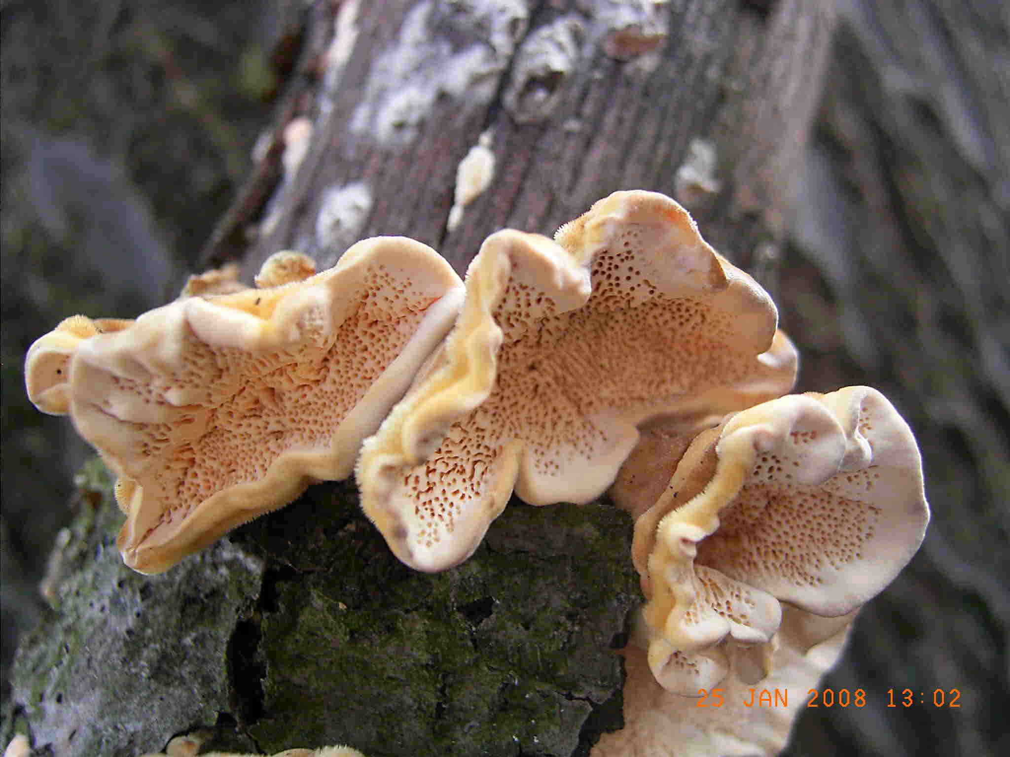 STEREUM o TRAMETES ?