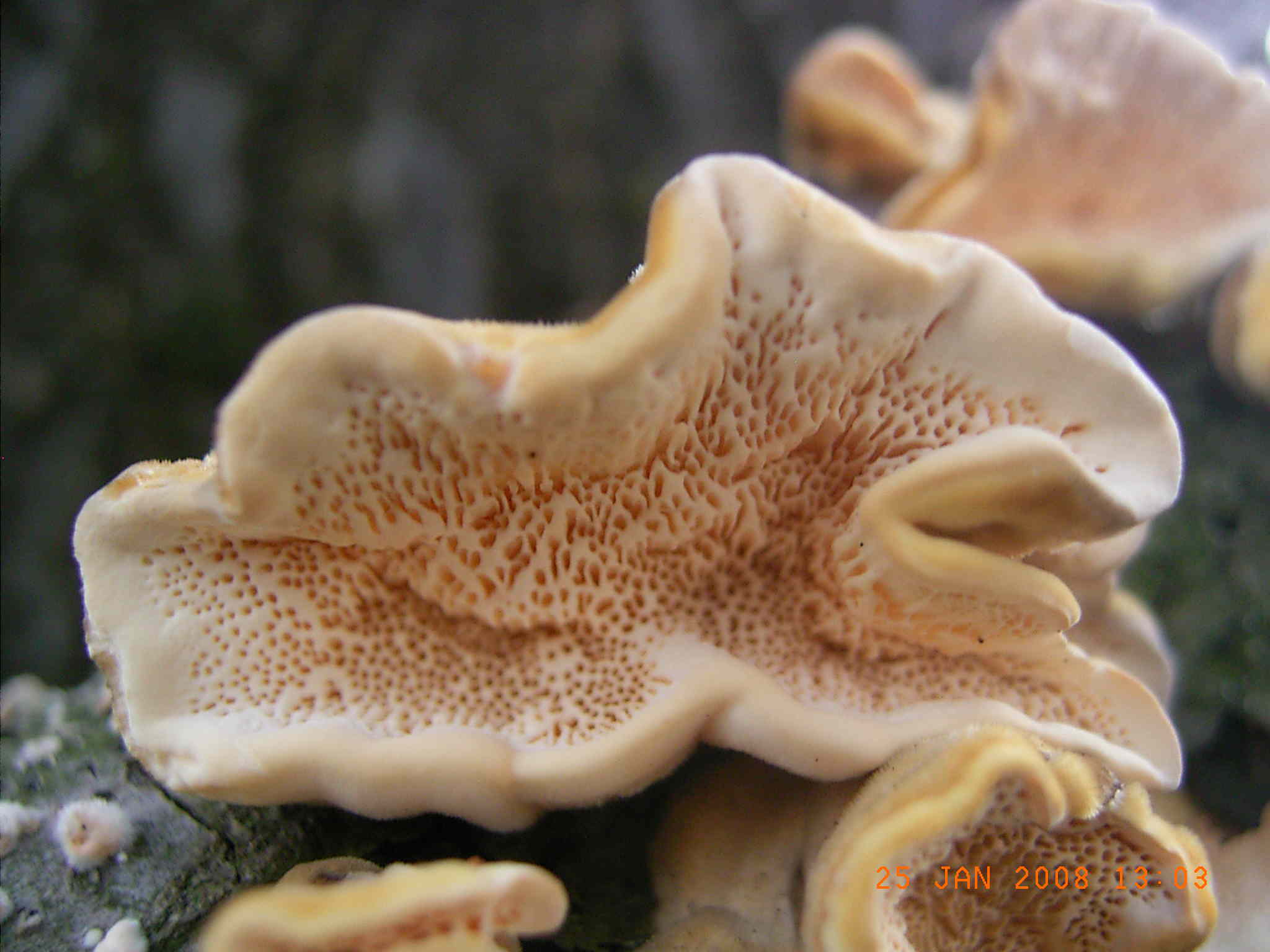 STEREUM o TRAMETES ?