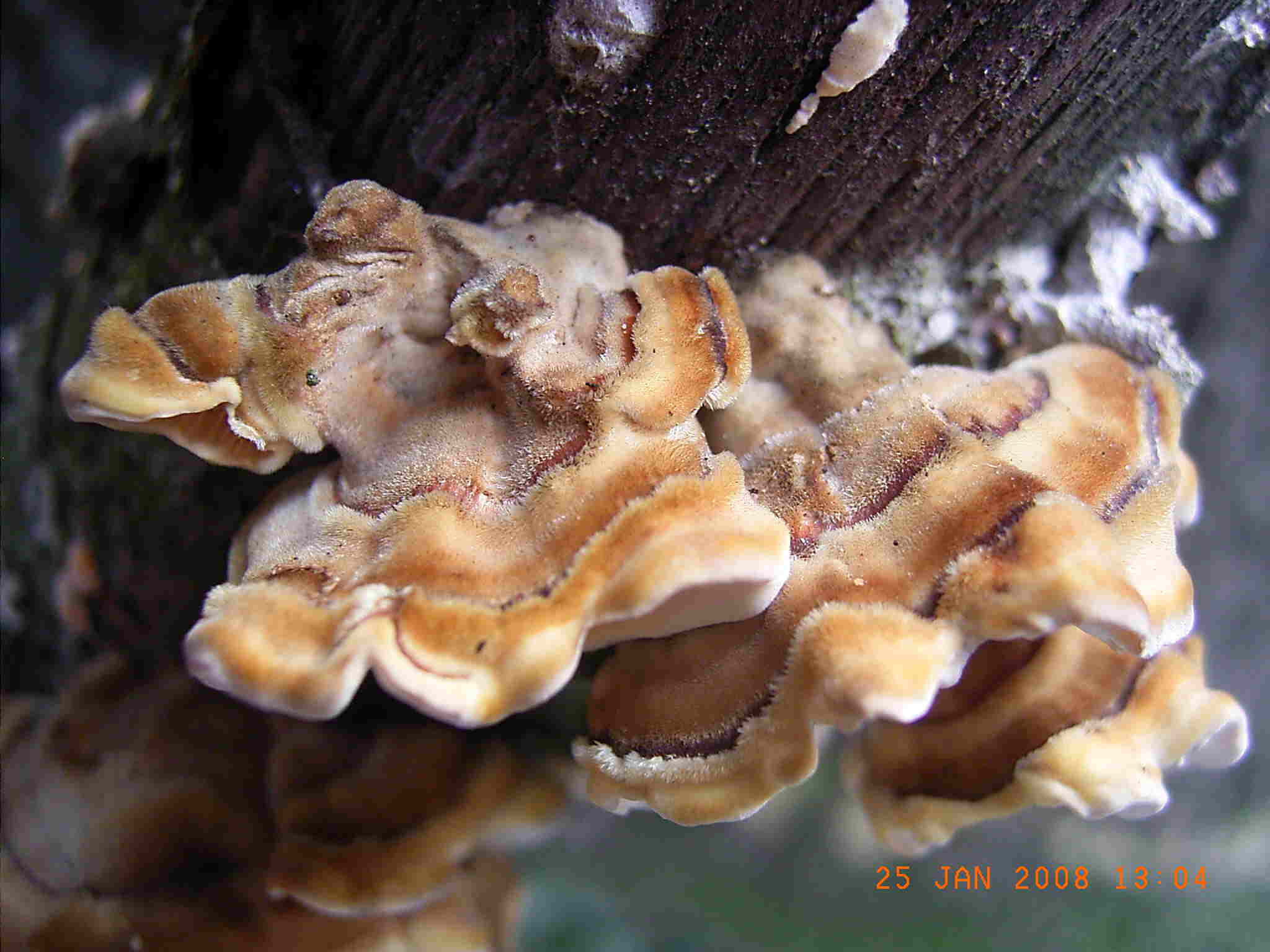 STEREUM o TRAMETES ?