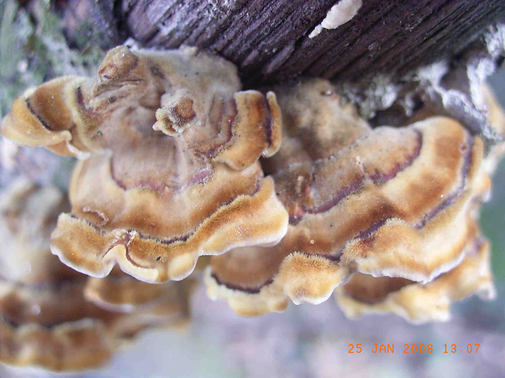 STEREUM o TRAMETES ?